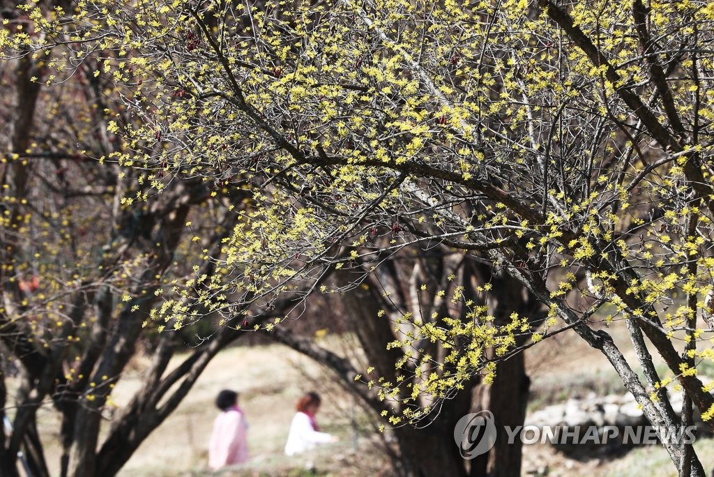 꽃샘추위에 노랗게 핀 산수유꽃