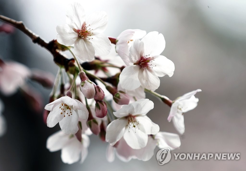 봄의 즐거움, 보는 즐거움