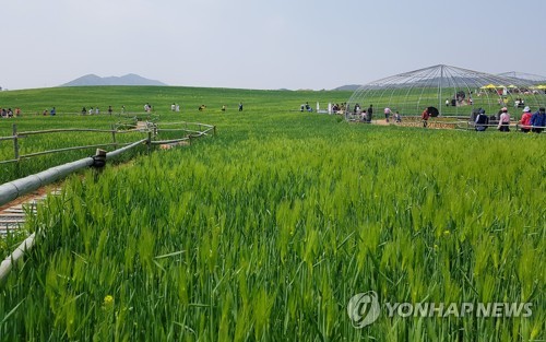 고창 청보리밭 축제 개막