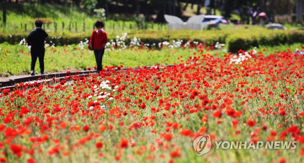 붉게 물든 양귀비꽃