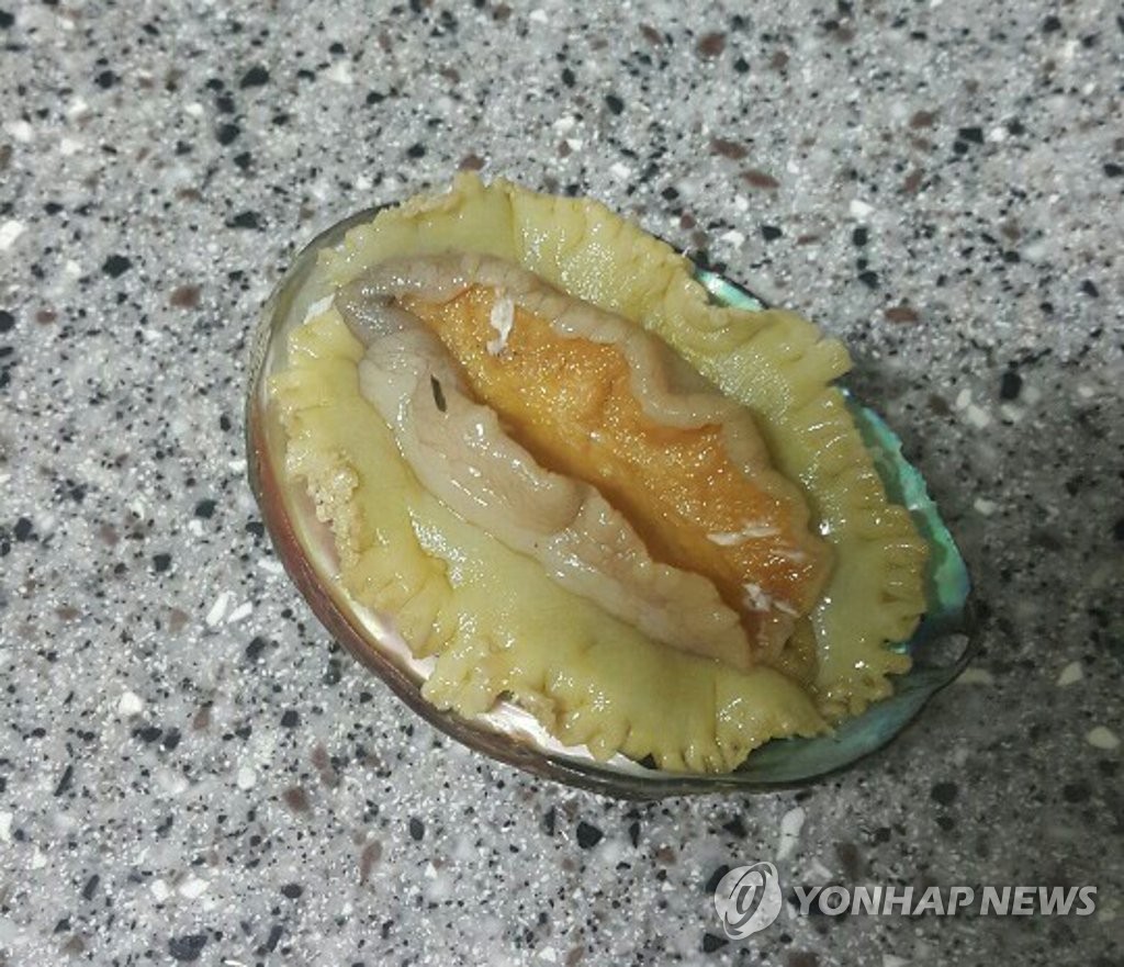 고성서 채취된 하얀 전복