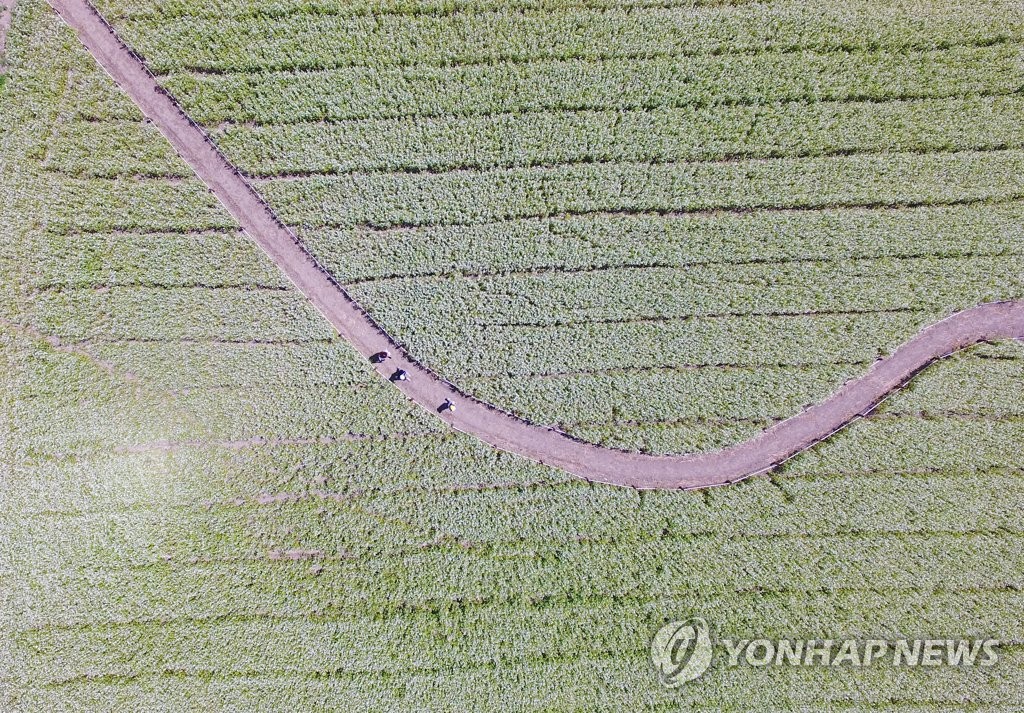 만개한 강촌 메밀밭 꽃길
