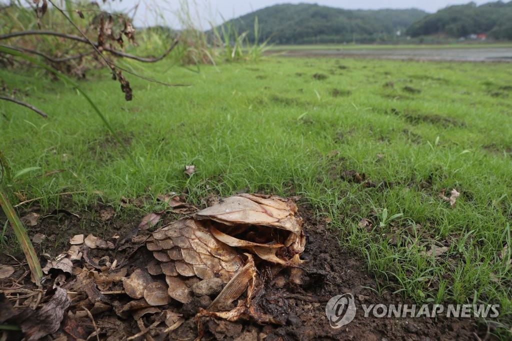마른 장마로 풀이 자란 저수지