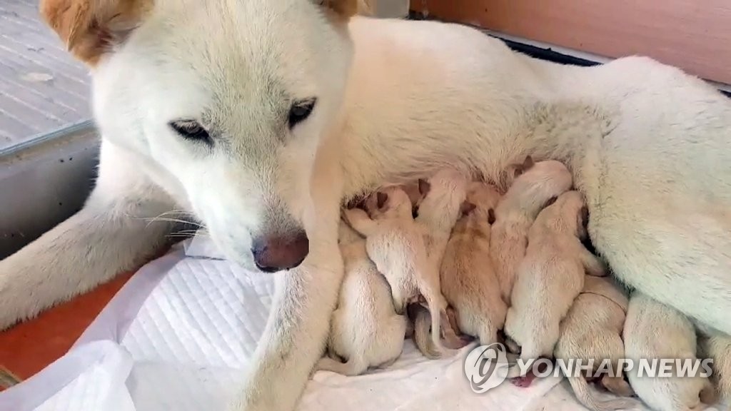 도살 위기 구포시장서 구조된 개 11마리 새끼 출산