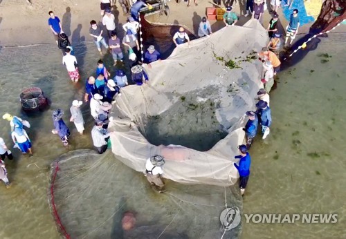 후릿그물에 물고기가 한가득