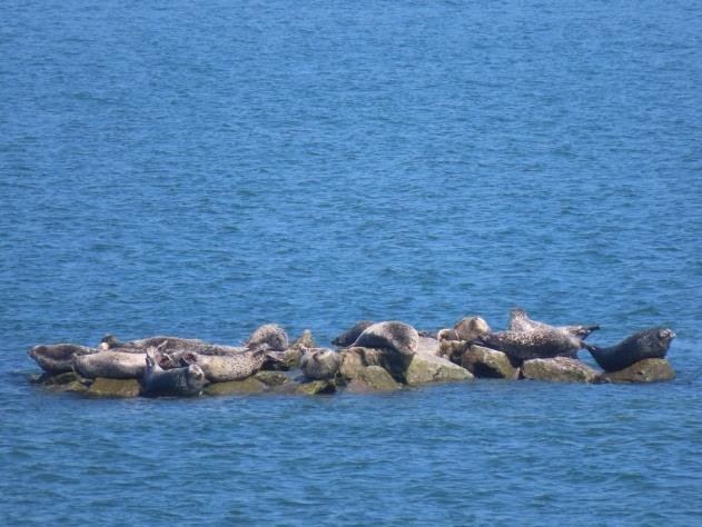 Spotted seals resting on artificial rock Spotted seals resting on artificial rock