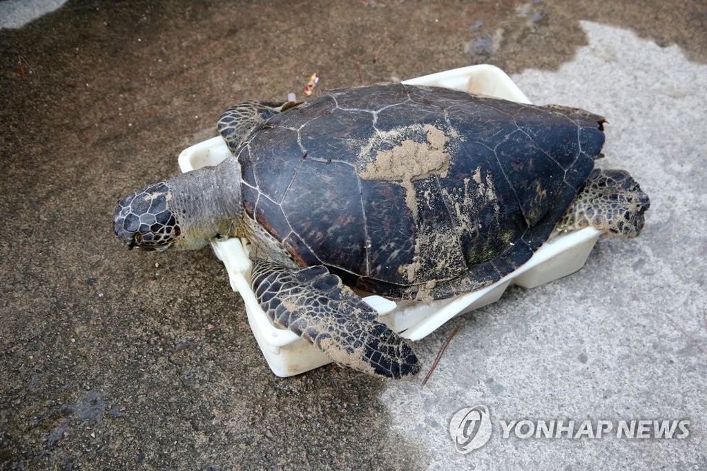 멸종위기종 푸른바다거북 사체