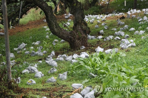 태풍 '링링'에 휩쓸린 낙과
