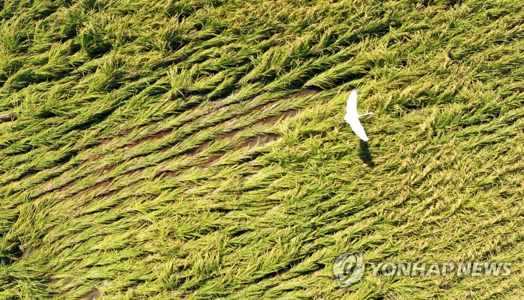 태풍의 생채기 남은 들녘