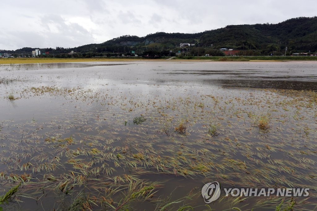 폭우에 잠긴 농경지