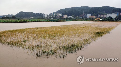 수확 앞두고 흙탕물에 잠긴 농경지