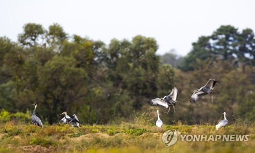 반가운 겨울 진객 재두루미