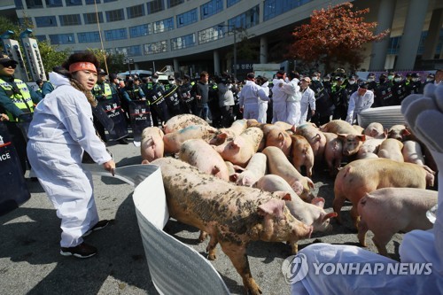 농식품부에 몰려 온 돼지들