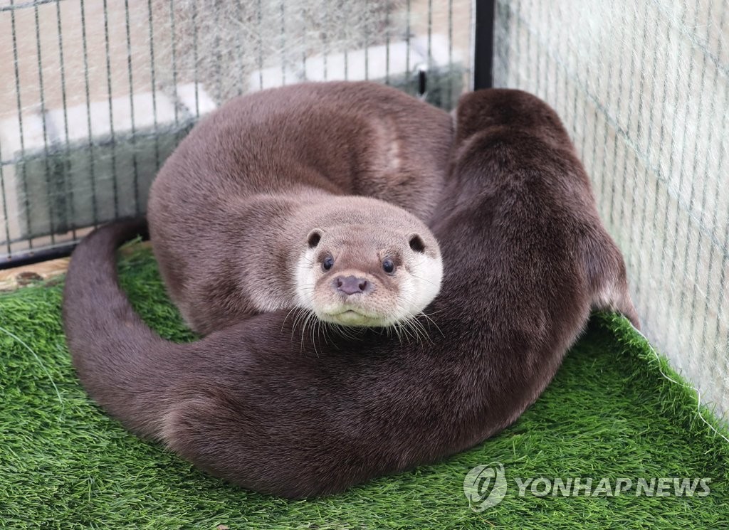 금호강에 방사 앞둔 수달