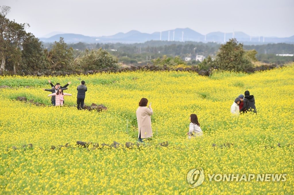 '유채꽃과 함께하는 겨울'