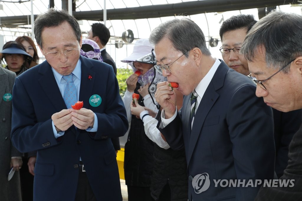 문 대통령 '딸기 시식'