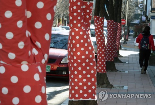 겨울옷으로 갈아입은 강릉 가로수