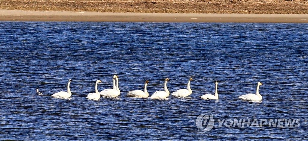 Graceful swans Graceful swans