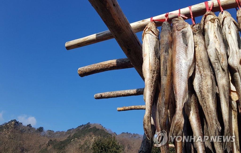 干しダラの生産開始 干しダラの生産開始