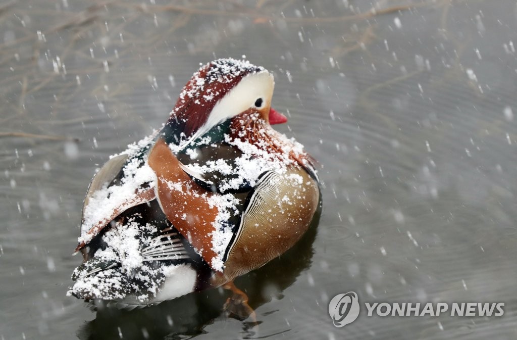 폭설 맞는 원앙
