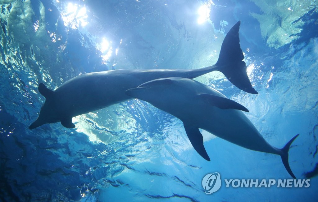어미와 유영하는 돌고래 '고장수'