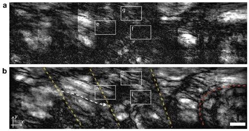 Ultrasonic optical microscope developed Ultrasonic optical microscope developed