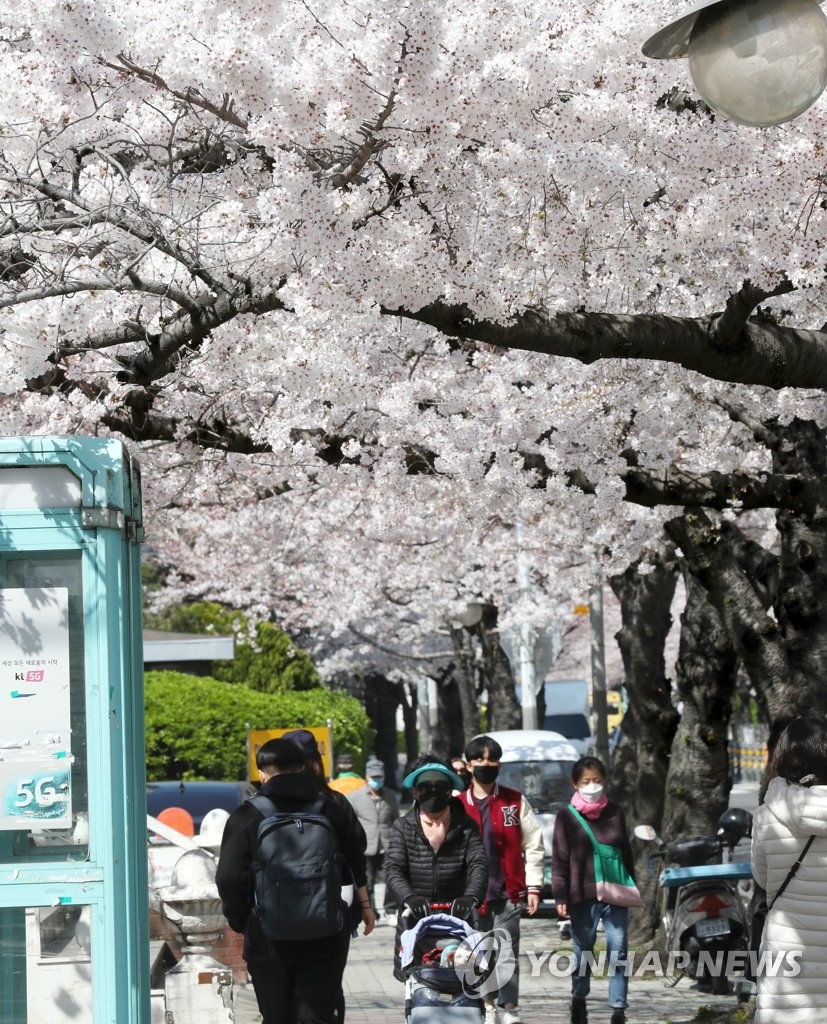 Cherry blossoms in full bloom Cherry blossoms in full bloom