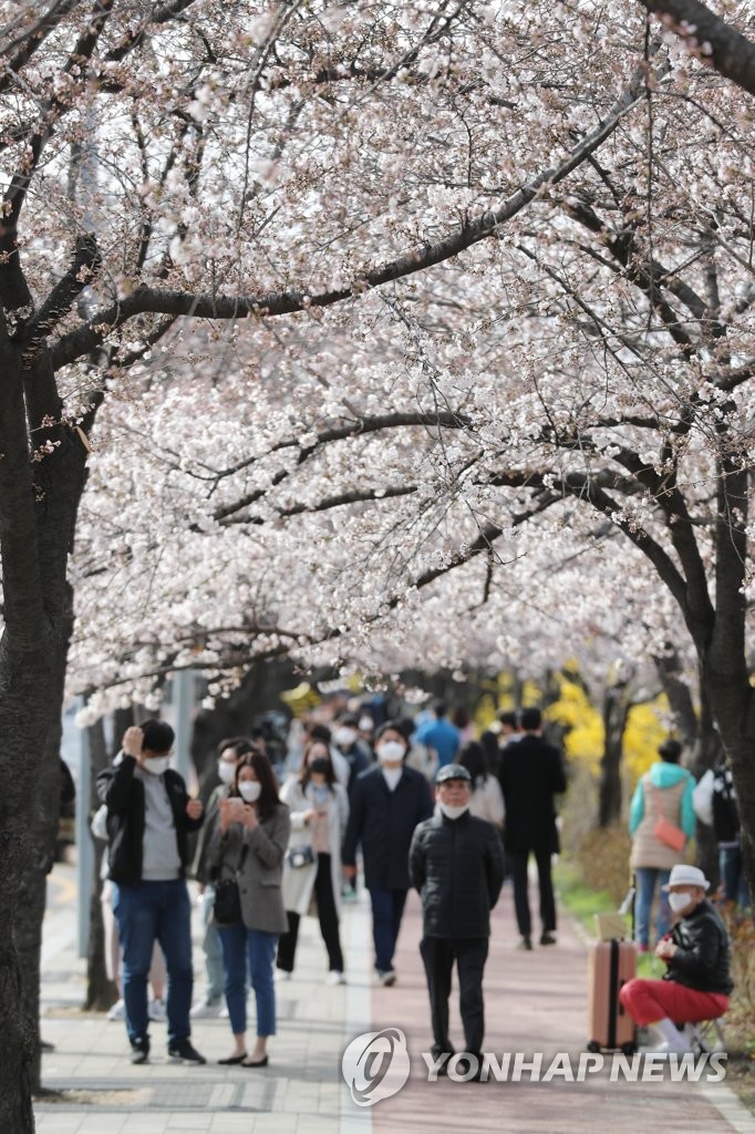 Los seulenses disfrutan de los cerezos en Yeouido Los seulenses disfrutan de los cerezos en Yeouido