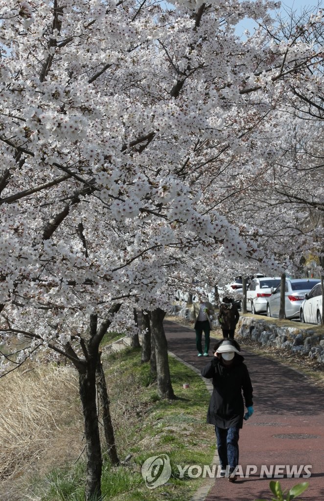 포근한 봄 날씨, 벚꽃산책
