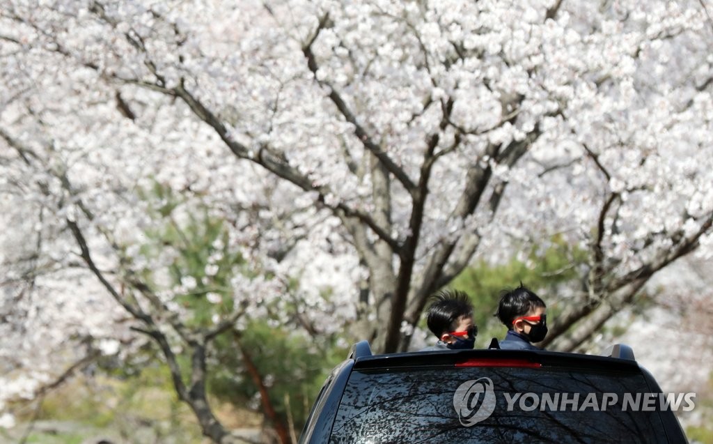벚꽃 구경도 '드라이브 스루'
