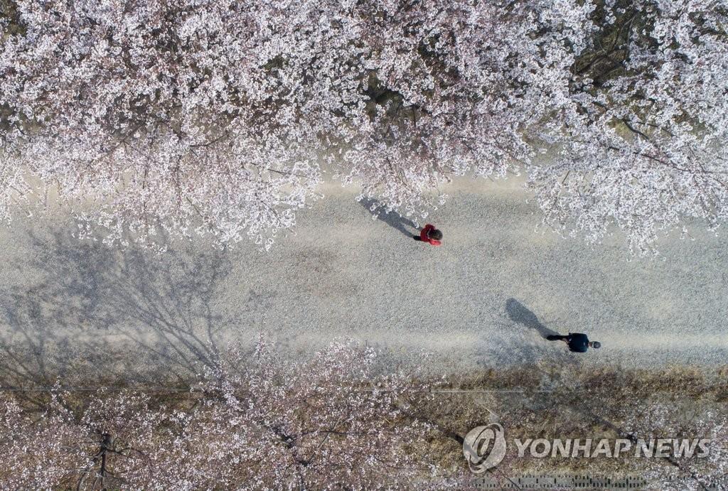 '조금 떨어져서 즐기는 벚꽃 정취'