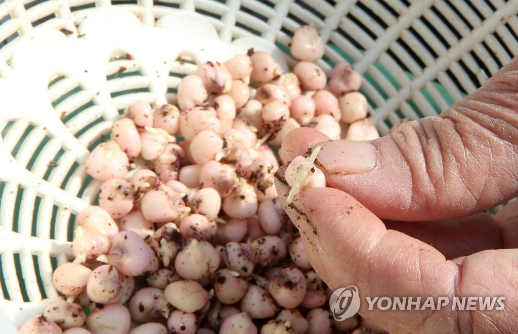 농사 준비하는 산불 이재민