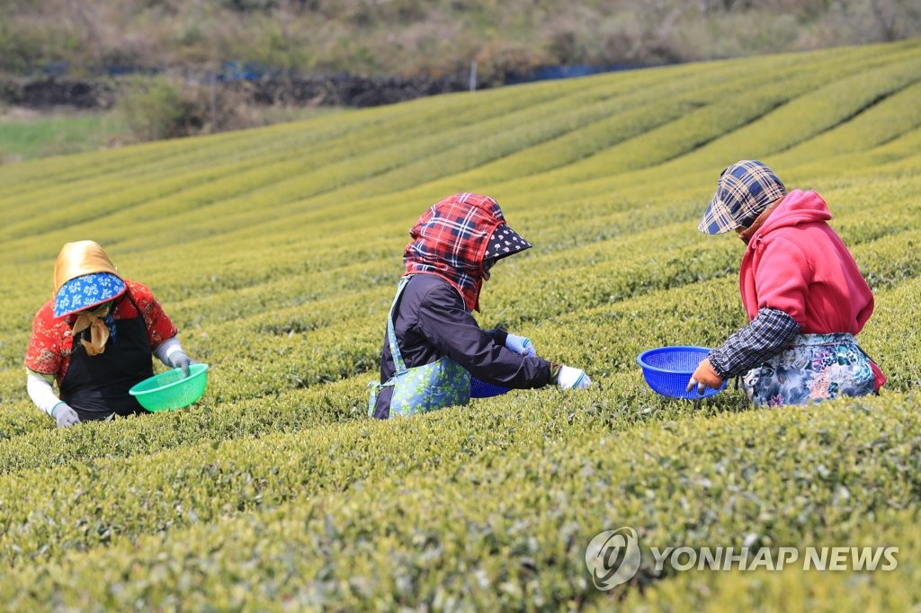 제주 오설록 햇차 수확