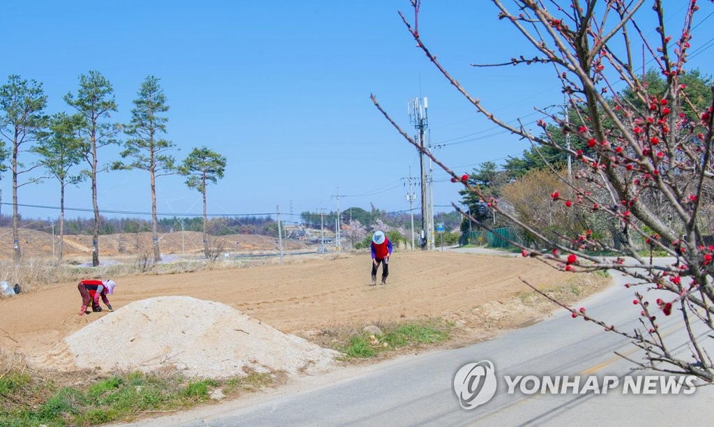 산불 피해지역의 봄