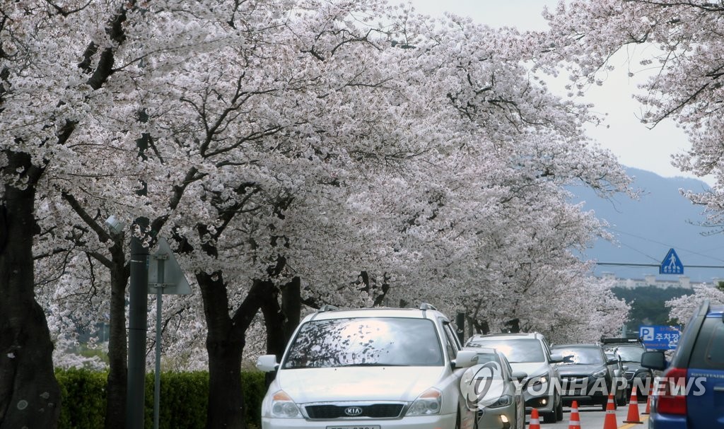 지난 4일 동해안 벚꽃 명소로 몰리는 차량