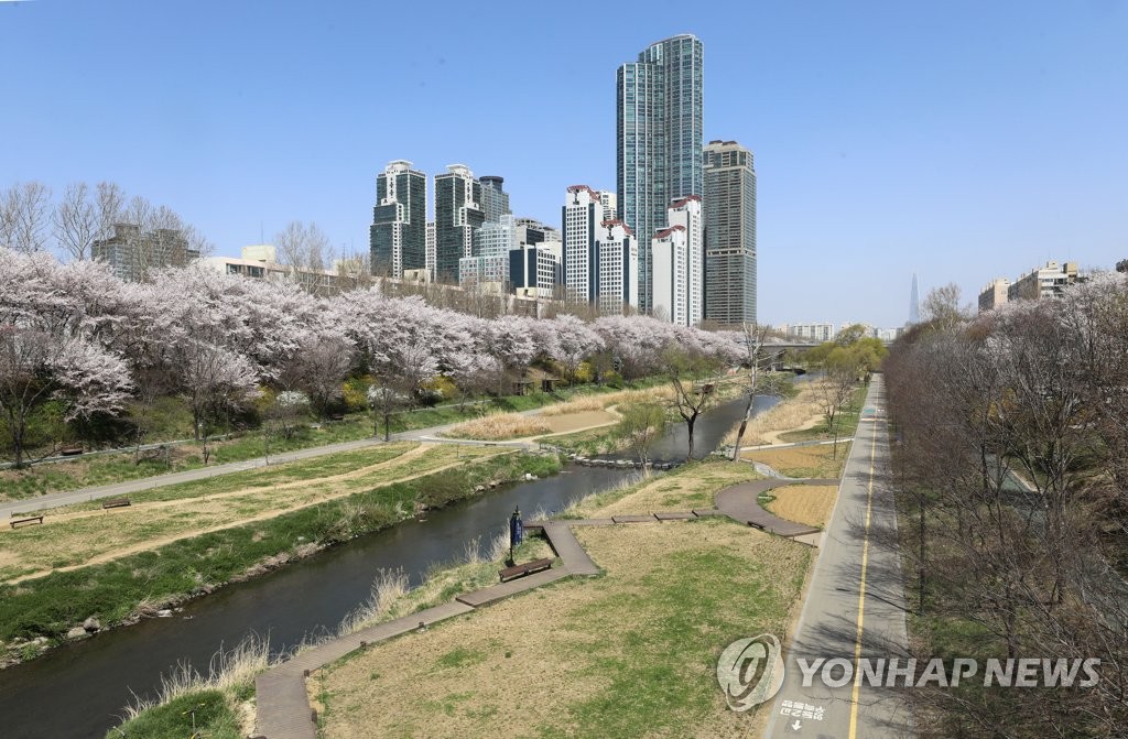 전 구간 통제된 양재천 벚꽃길
