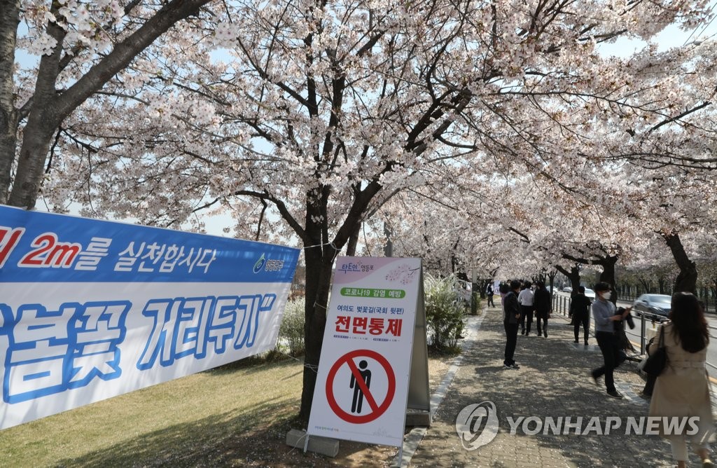 벚꽃 거리두기…