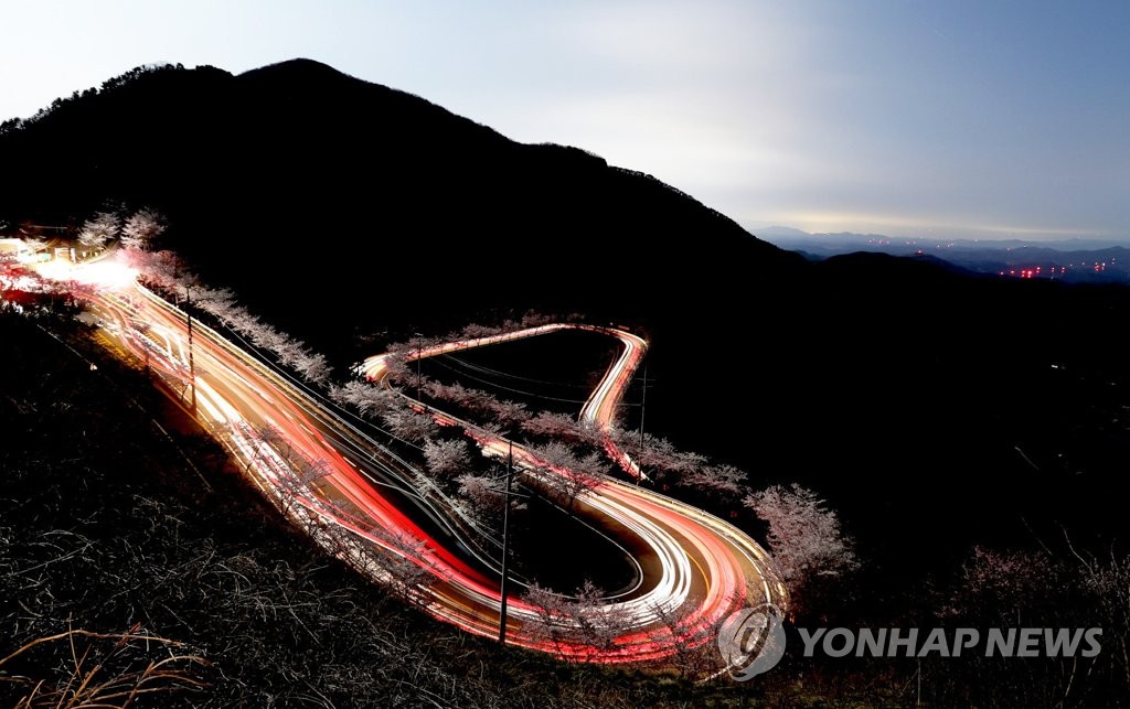 Winding road with cherry blossoms Winding road with cherry blossoms