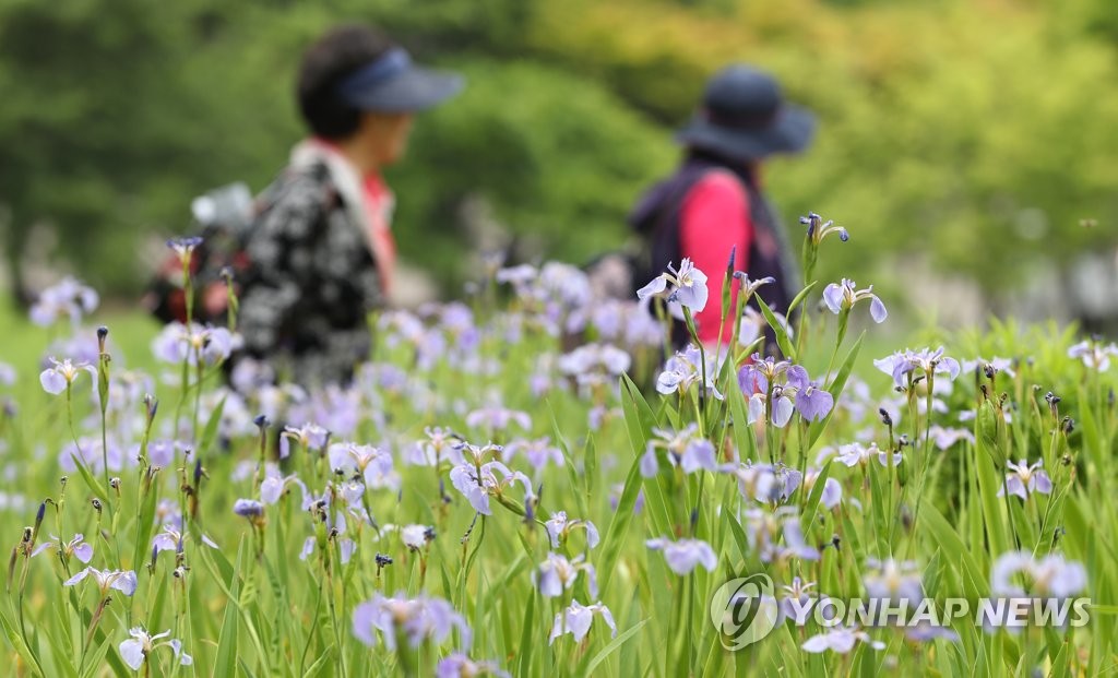 서울창포원에 핀 붓꽃
