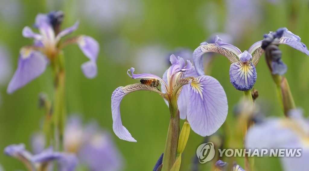 붓꽃에 파묻힌 꿀벌