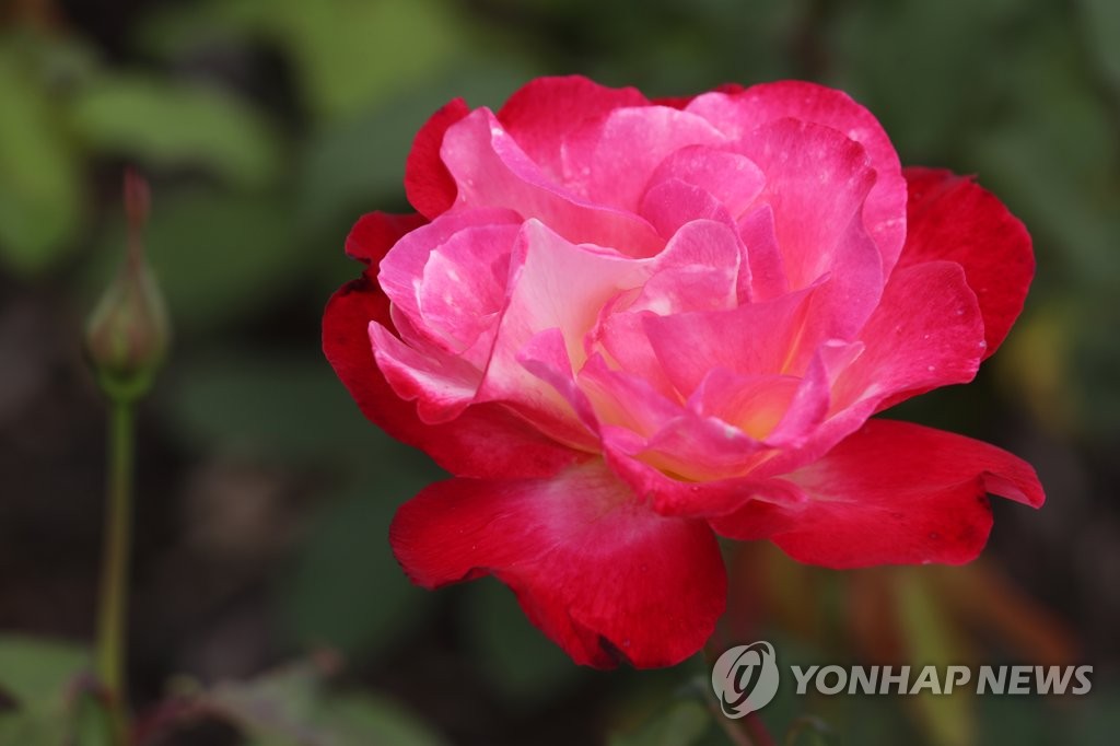 더블 딜라이트 장미의 아름다운 자태