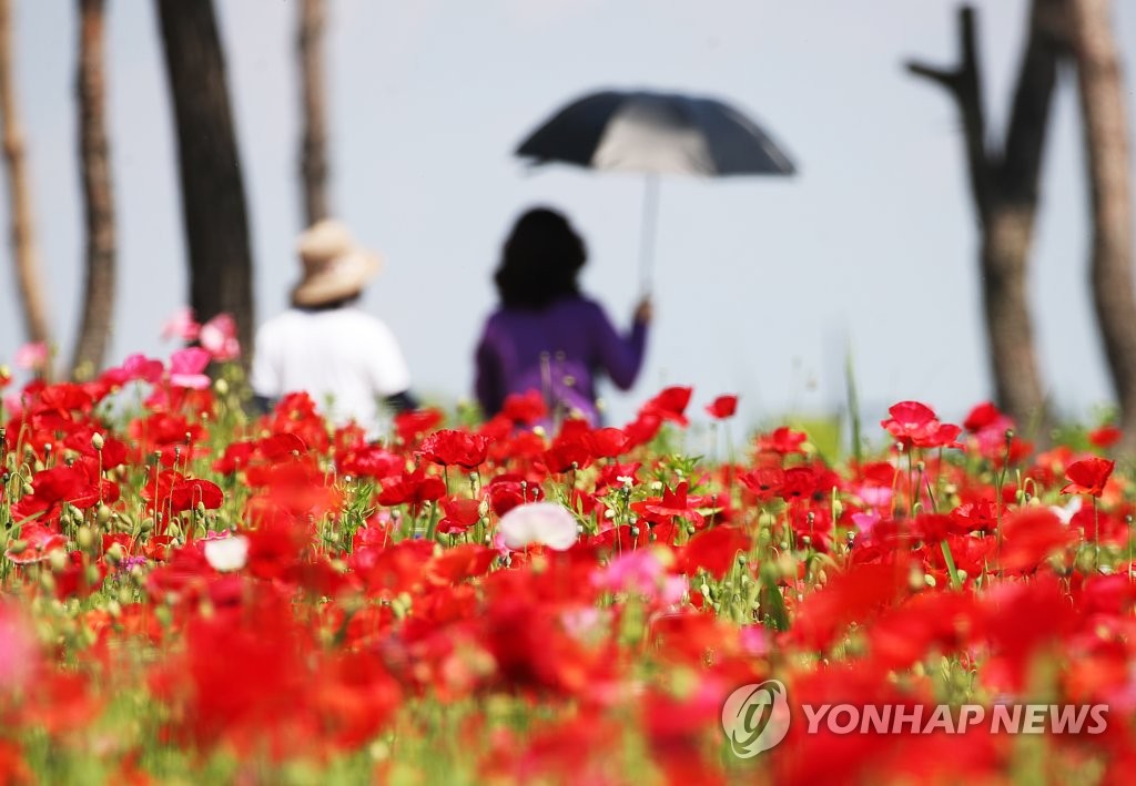 붉게 물든 꽃양귀비
