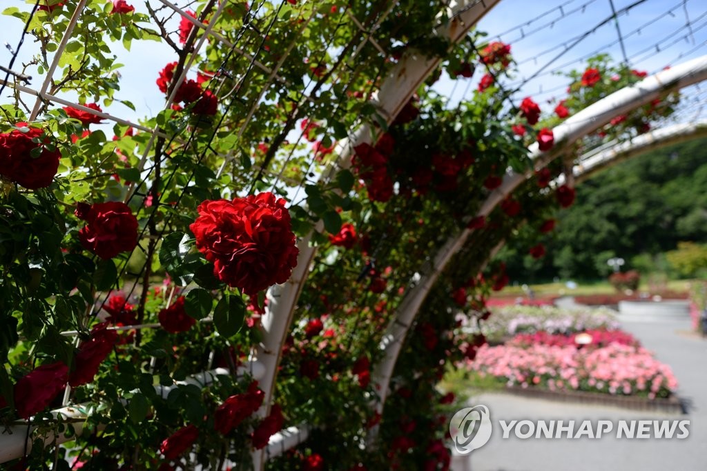 울산대공원 장미원 인기