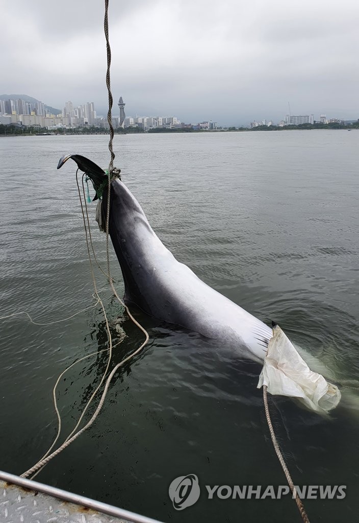 Minke whale Minke whale