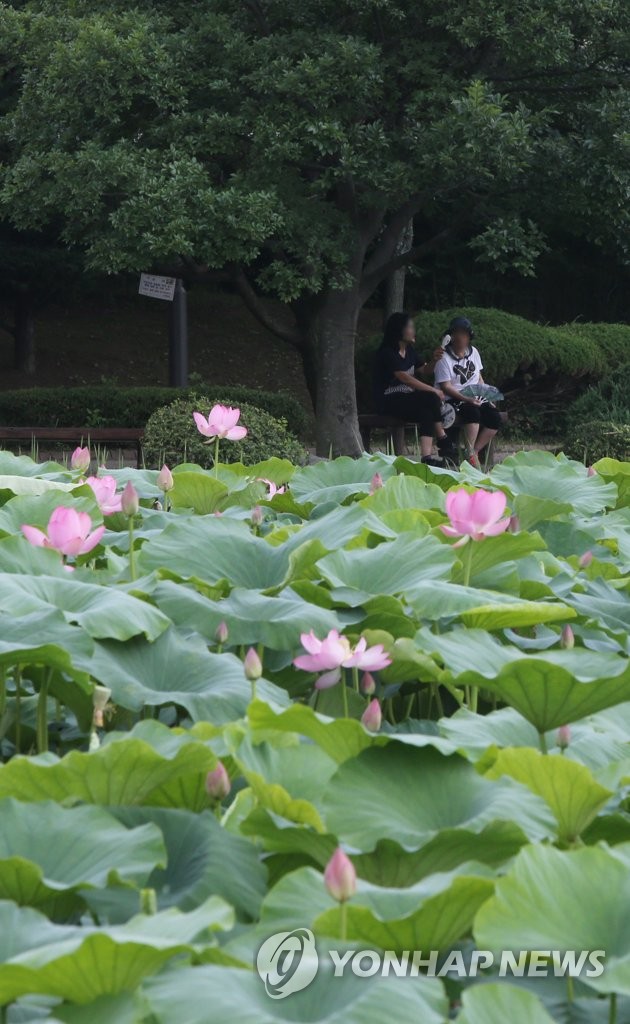 Lotus season Lotus season