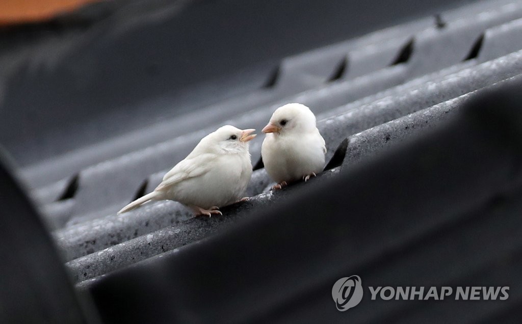 '복 주고 가요' 길조 흰 참새
