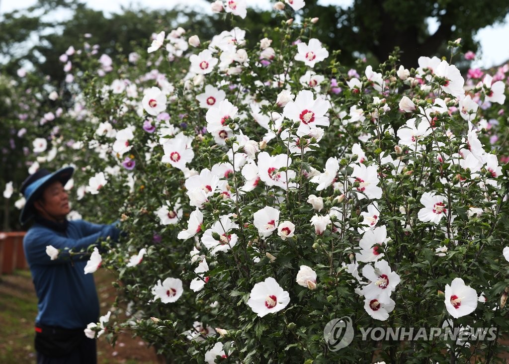 활짝 핀 무궁화