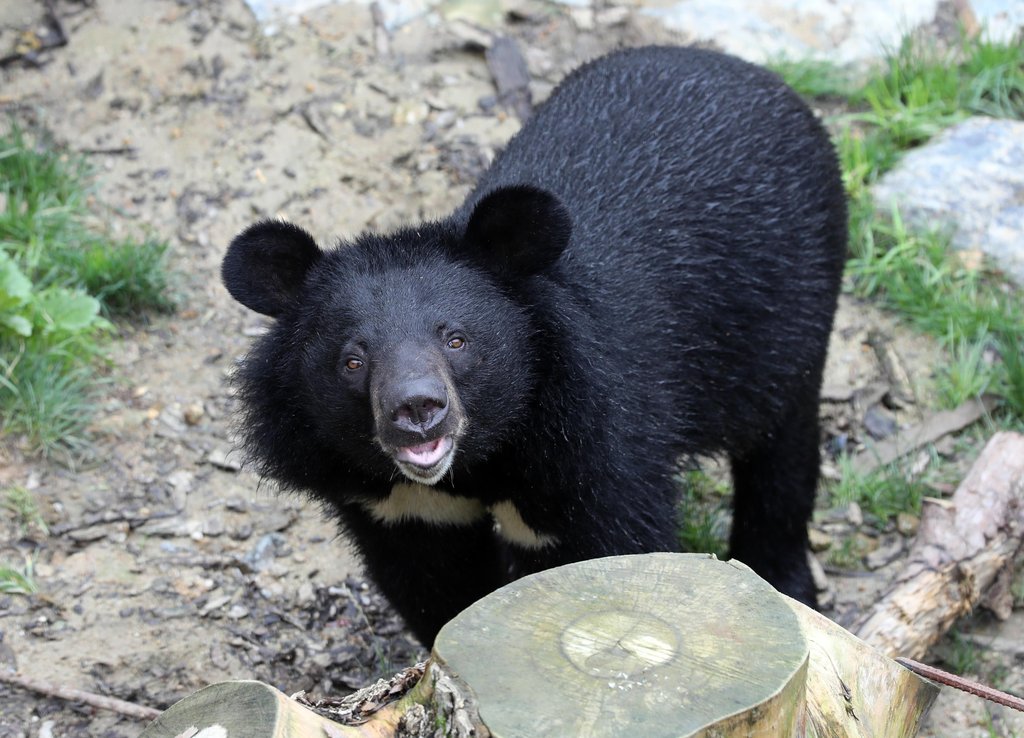 웅담농장서 구조된 반달곰…청주동물원서 활기 되찾아