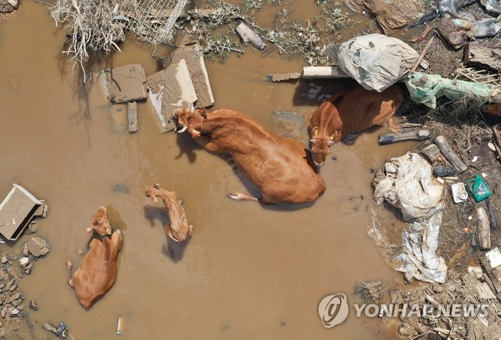 수해에 주저 앉은 소들