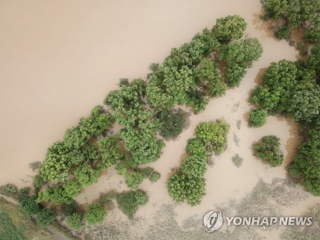 열대우림처럼 변해버린 한강